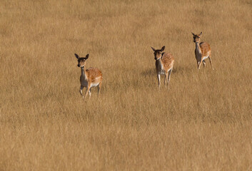 Fallow deer, dama dama, walking on meadow