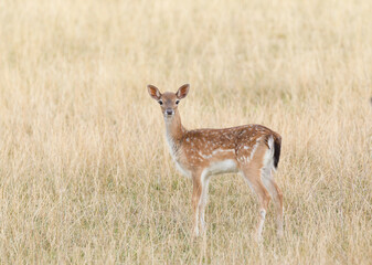 Fallow deer, dama dama, standing on meadow