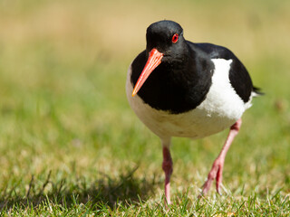 Oystercatcher walking in a field