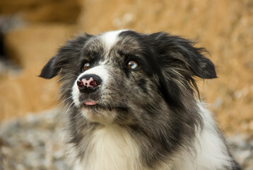 Portrait of a beautiful dog, Border Collie breed.