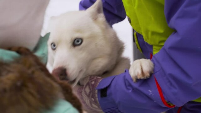 Husky with blue eyes close up.