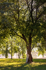An adult woman rests, leaning on the trunk of a tree on a mild summer morning in Kiev's Natalka Park, near the Dnieper.