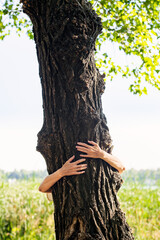 An environmentalist woman is embracing a poplar tree to demonstrate is love for nature and...