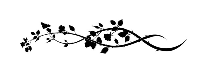 rose black flower on white background. scroll new