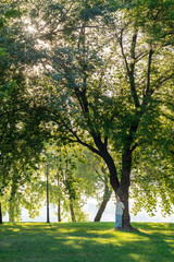 Obraz na płótnie Canvas Woman leaning on a tree in the park