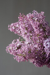 beautiful branches of lilac on a gray background