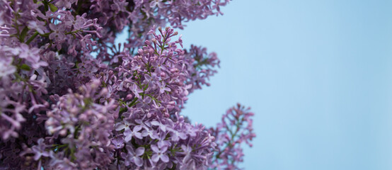 beautiful branches of lilac on a blue background. banner
