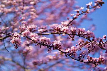 a branch with many cherry blossoms