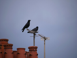 Crows perch on a house roof in suburbs 