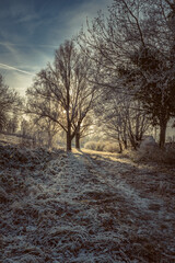 A hiking trail in winter with frost-covered ground and trees in sunshine