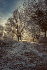 A hiking trail in winter with frost-covered ground and trees in sunshine