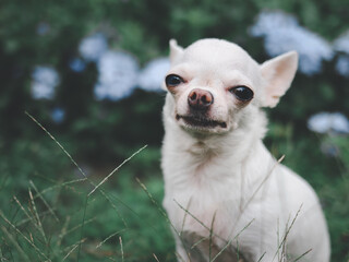 white short hair  Chihuahua dog sitting on green grass in the garden, smiling and looking at camera.