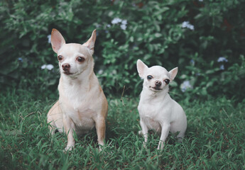 two difference size Chihuahua dogs sitting together on green grass in the garden.