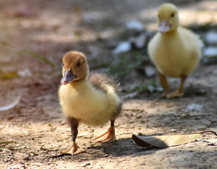 Cute yellow ducklings in a row