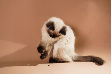 Obraz premium A small beige colored ragdoll baby kitten cat playing with toy and food on a peach colored seamless background
