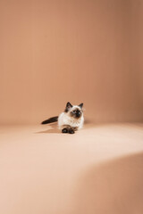 A small beige colored ragdoll baby kitten cat playing and sitting cute on a peach colored seamless background