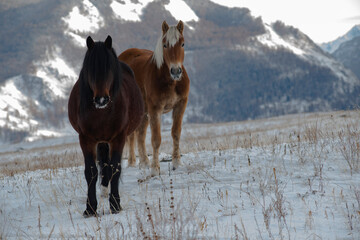 horse in snow