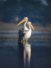 Bird Name- Great White Pelicans.