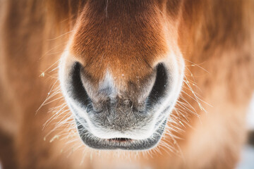 Pferd / Nüstern / Maul