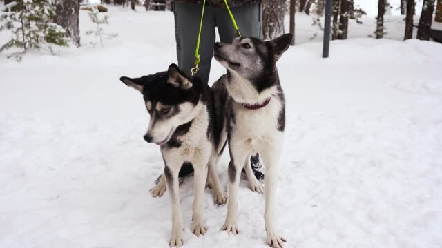 Two young husky sports dogs on a leash with eyes of different colors are standing outside in winter.