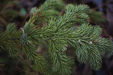 Fir tree brunch close up. Shallow focus. Fluffy fir tree brunch close up.
