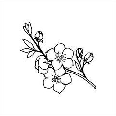 Sketch of spring flowers of quince, almond, apple tree branches with buds and flowers. Hand draw botanical doodle vector illustration in black contrast with white fill.