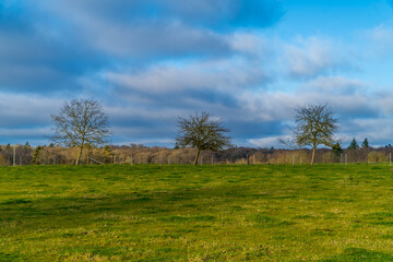 Fototapeta na wymiar Minimalist landscape with three trees and an empty field in Luxembourg