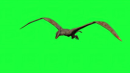 3d illustration - Pterodactyl fly on  green screen © vitanovski