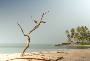 Long exposure by the sea with a dry tree in the foreground