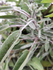 drops of water on green sage leaves