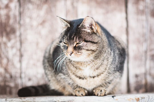 Katze / getigert