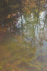 autumn leaves reflected in water