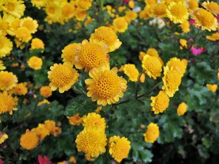 小菊　イエロー　chrysanthemum