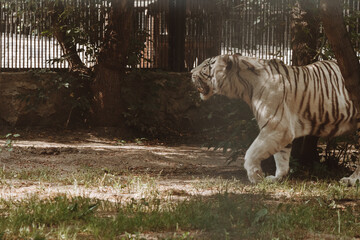 symbol of year, white tiger walks through the aviary, beautiful predatory animal