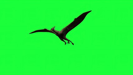 3d illustration - Pterodactyl fly on  green screen © vitanovski