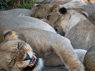 Lion cubs drinking milk