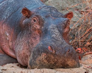 Hippo chilling in Liwonde National Park Malawi