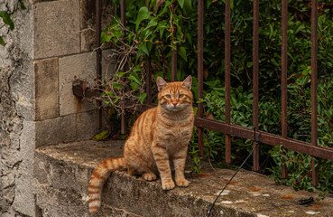 Orange cat