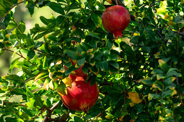 ripe pomegranates on a branch among the foliage close-up