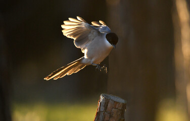 Rabilargo vuela hacia un posadero