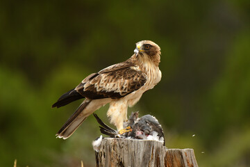 Aguila calzada se come su presa en el bosque