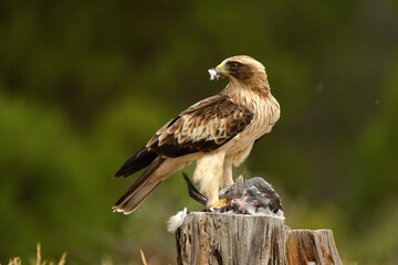 Aguila calzada se come su presa en el bosque