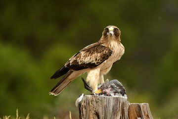 Aguila calzada se come su presa en el bosque