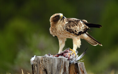 Aguila calzada se come su presa en el bosque