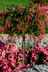 Fototapeta na wymiar Fuchsia triphylla small tree with hanging pink flowers and surrounded with ground flowers