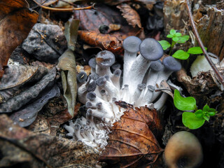 Gray hats and white legs of oyster mushrooms in fallen leaves, a young family of mushrooms   