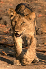 Fototapeta na wymiar lion cub at golden hour