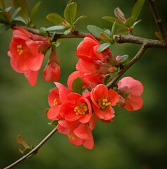 Blooming Japanese quince (Chaenomeles japonica).