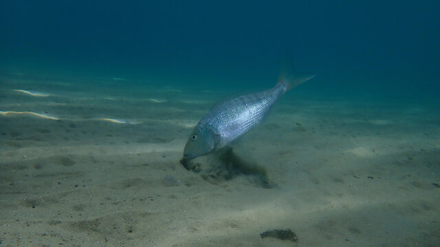 Sand steenbras or striped seabream (Lithognathus mormyrus) undersea, Aegean Sea, Greece, Halkidiki
