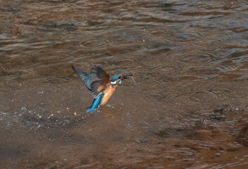 魚を獲り離水するカワセミ